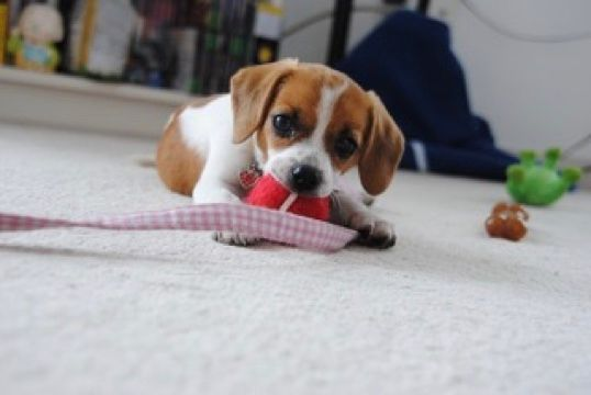 Help keep dogs out of shelters Part I: How to recognize and avoid puppy mills and backyard breeders.