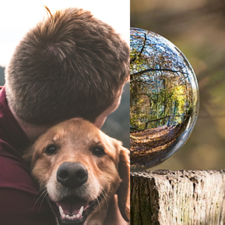 Humanity’s Best Friend: A Dog-Centric Approach to Addressing Global Challenges