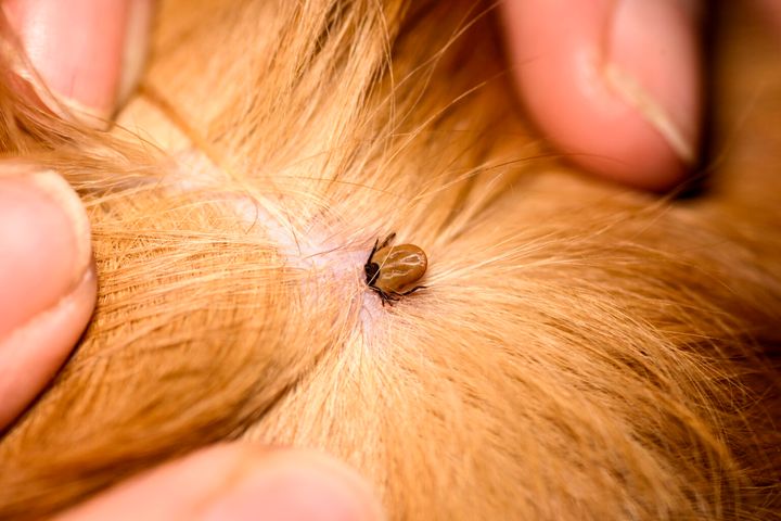 Look Out – Spring Starts the Beginning of Tick Season
