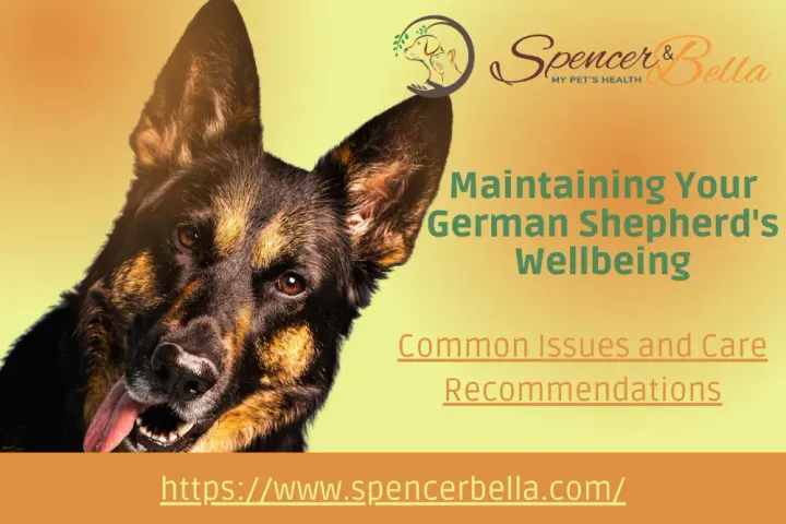 Maintaining Your German Shepherd's Wellbeing