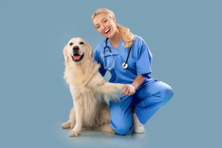 Golden Retriever Health Issues: Insights and Strategies for Optimal Well-being