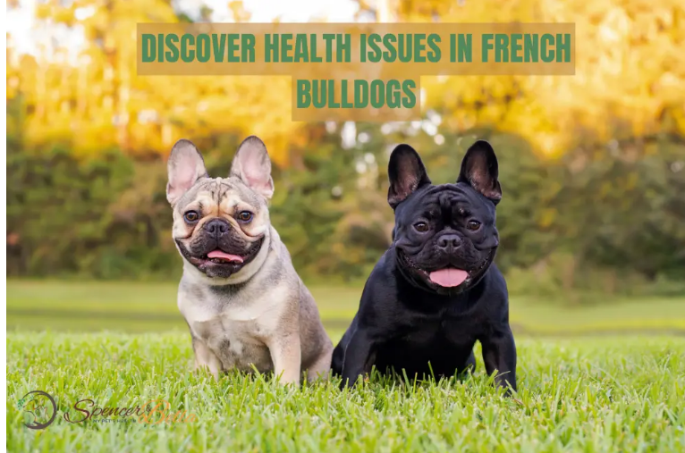 French Bulldog Lifespan: Unraveling the Secrets to a Long and Healthy Life